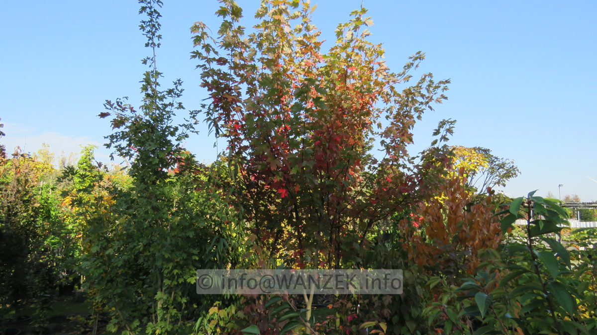Acer rubrum Jeffersred Herbst 2015-10-10 002.JPG